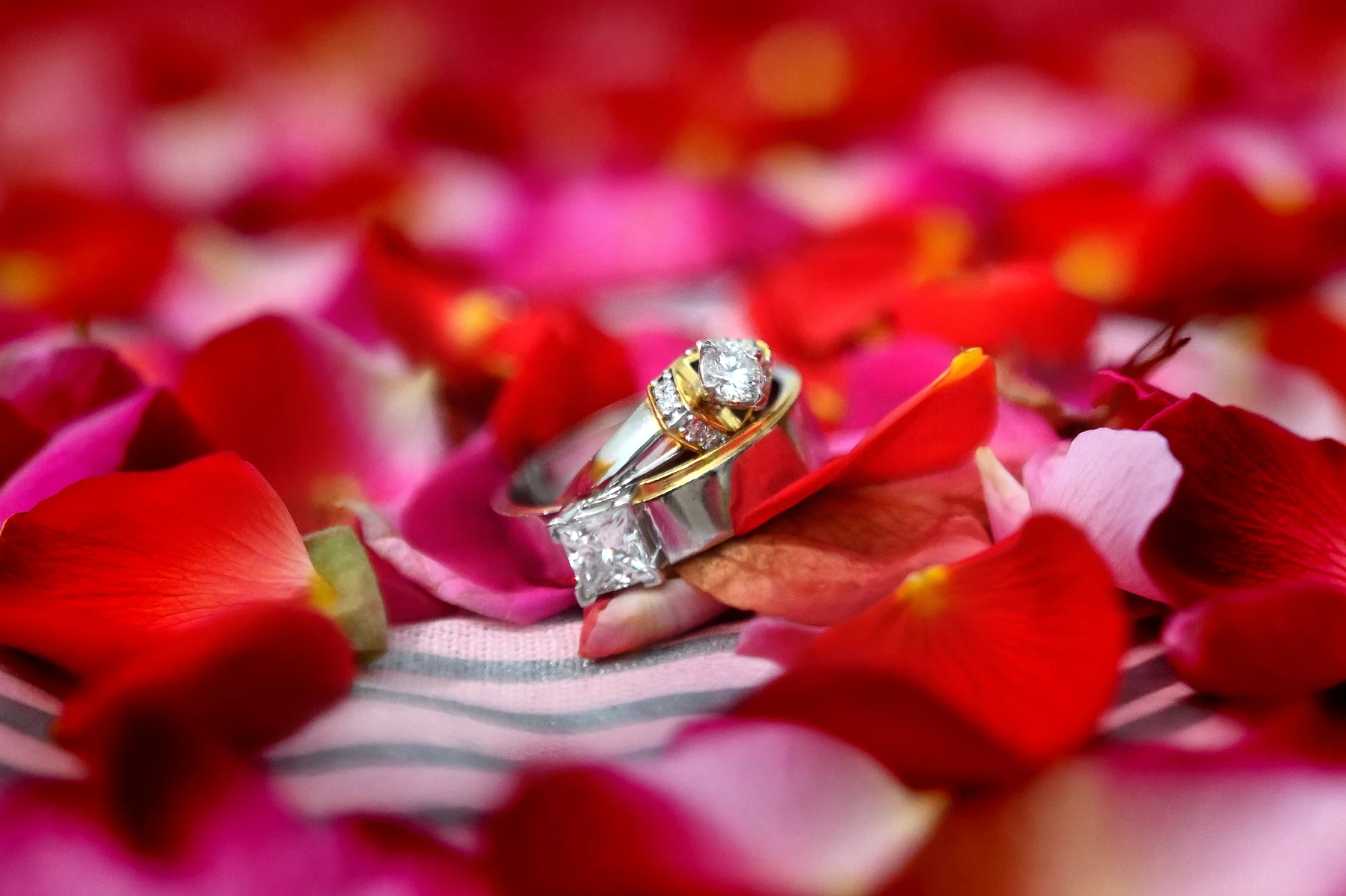 Diamond rings nestled among rose petals